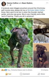 Reunited Female Dog last seen Broadway,11w,Holts IGA, Bean Station, TN 37708