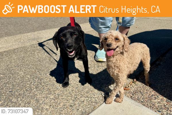 Found/Stray Female Dog last seen Sunrise Blvd and Locher Way, Citrus Heights, CA 95610