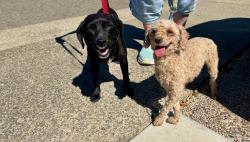 Found/Stray Female Dog last seen Sunrise Blvd and Locher Way, Citrus Heights, CA 95610
