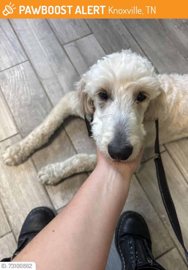 Found/Stray Female Dog last seen Dry gap pike and rifle range, Knoxville, TN 37918