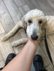 Found/Stray Female Dog last seen Dry gap pike and rifle range, Knoxville, TN 37918