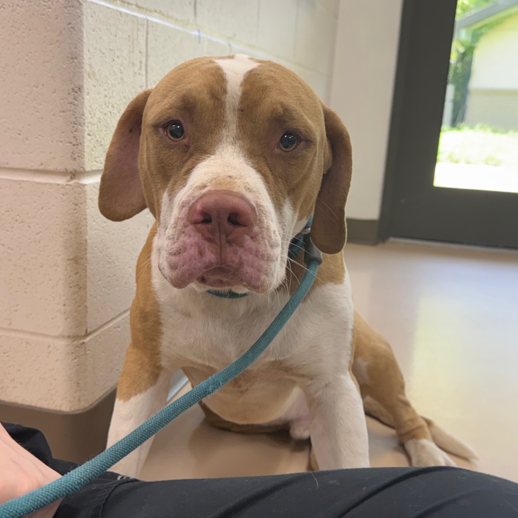 Shelter Stray Male Dog last seen , 901 N Haverty St, Pine Bluff, AR 71601, USA