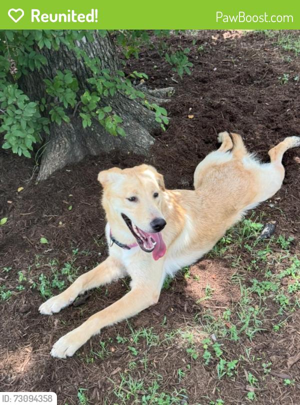 Reunited Female Dog last seen Lamar & Barton, Austin, TX 78704