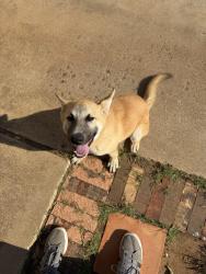 Found/Stray Female Dog last seen 82nd St & Indiana Ave, Lubbock, TX 79423