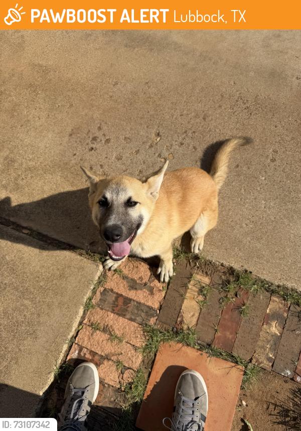 Found/Stray Female Dog last seen 82nd St & Indiana Ave, Lubbock, TX 79423