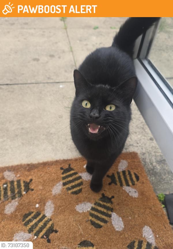 Found/Stray Female Cat last seen Chancery Court hull, Kingston upon Hull, England 