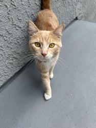 Found/Stray Male Cat last seen South pointe apmts, Costa Mesa, CA 92626