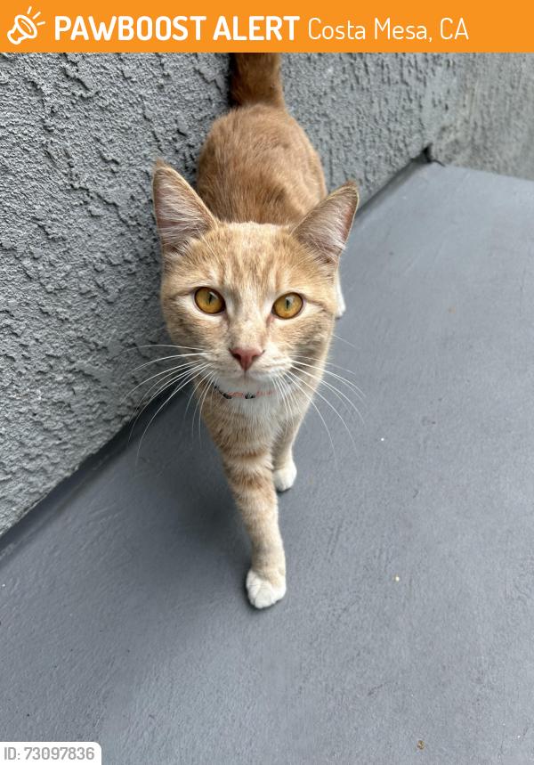 Found/Stray Male Cat last seen South pointe apmts, Costa Mesa, CA 92626