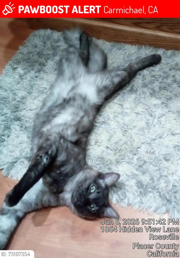 Lost Male Cat last seen Manzanita ave, Carmichael, CA 95841