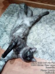 Lost Male Cat last seen Manzanita ave, Carmichael, CA 95841