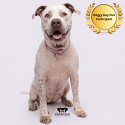 Shelter Stray Female Dog last seen , 3607 N Armenia Ave, Tampa, FL 33607, USA