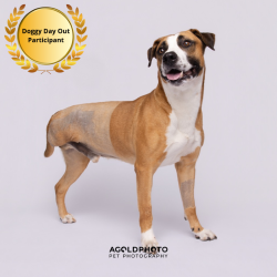 Shelter Stray Male Dog last seen , 3607 N Armenia Ave, Tampa, FL 33607, USA