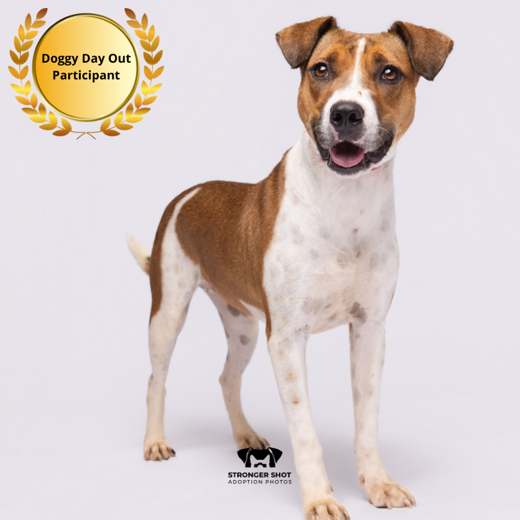 Shelter Stray Female Dog last seen , 3607 N Armenia Ave, Tampa, FL 33607, USA