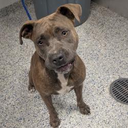 Shelter Stray Female Dog last seen , 328 Furman Hall Rd, Greenville, SC 29609, USA