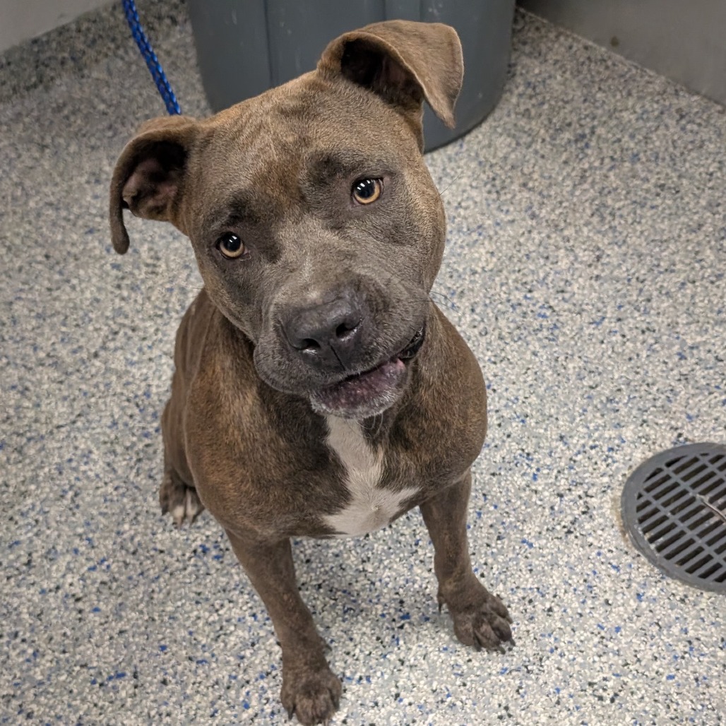 Shelter Stray Female Dog last seen , 328 Furman Hall Rd, Greenville, SC 29609, USA