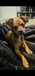Reunited Female Dog last seen 49th St & Chicago Ave, Lubbock, TX 79414, USA, Lubbock, TX 79414