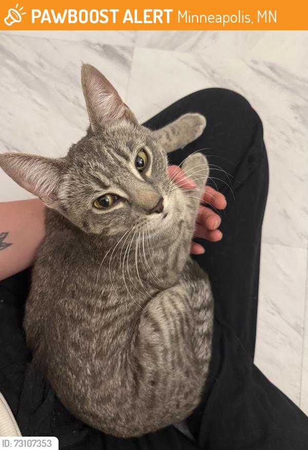 Found/Stray Female Cat last seen Aldrich Ave S and 26th Street, Minneapolis, MN 55405