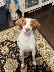 Reunited Female Dog last seen Magee road , Sewickley, PA 15143