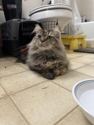 Found/Stray Female Cat last seen E Saginaw st. Near patriarch park, East Lansing, MI 48823