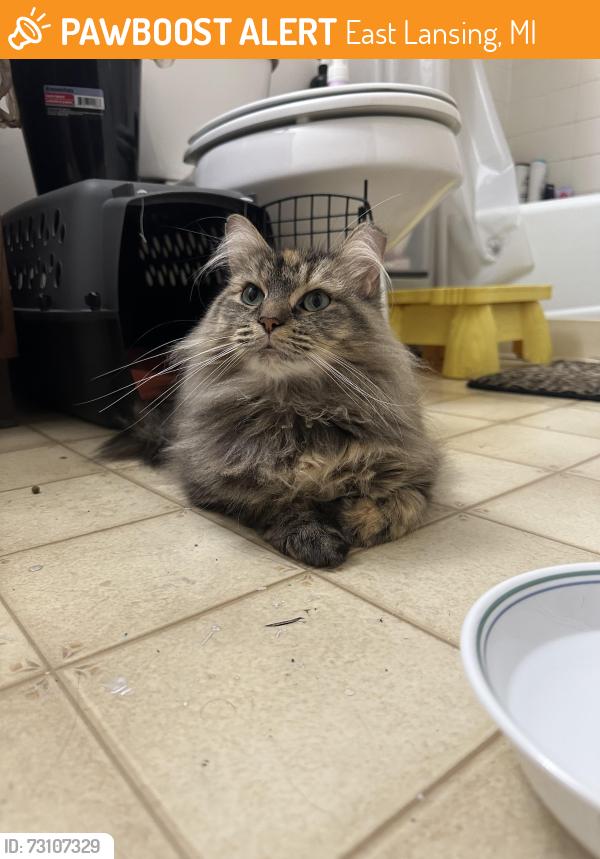 Found/Stray Female Cat last seen E Saginaw st. Near patriarch park, East Lansing, MI 48823