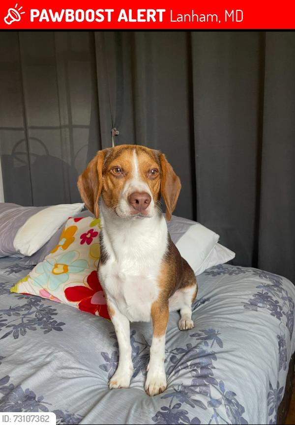 Lost Male Dog last seen Finns Lane and Riverdale Road, Lanham, MD 20706