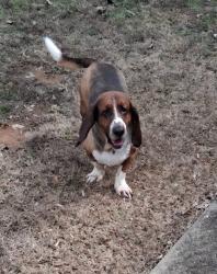 Lost Male Dog last seen Whataburger, Mobile, AL 36606