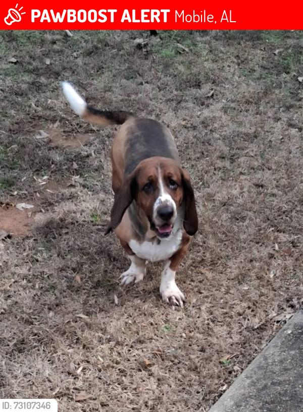 Lost Male Dog last seen Whataburger, Mobile, AL 36606