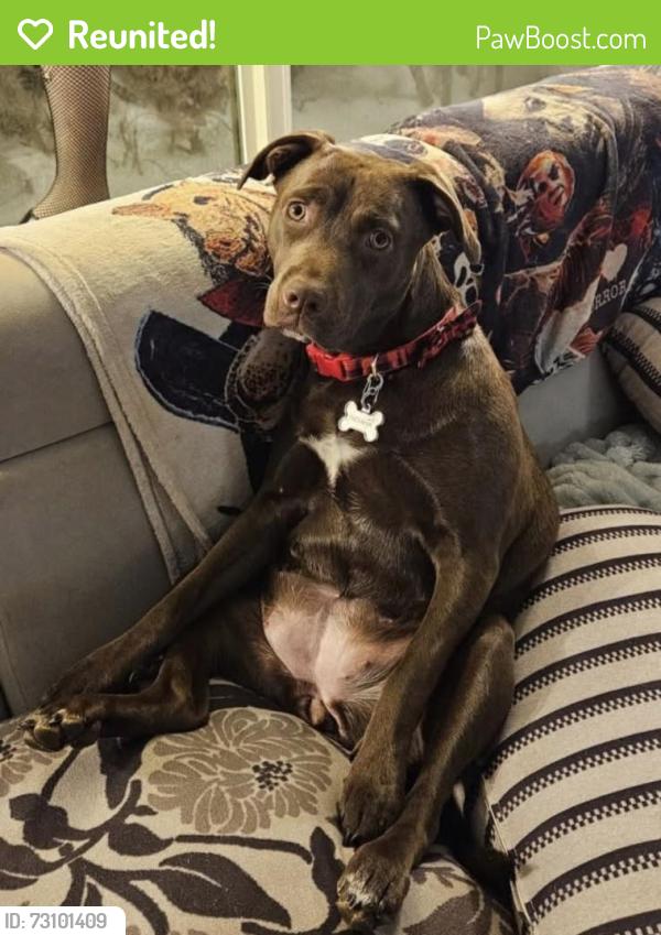 Reunited Female Dog last seen Davisville, Southampton, PA 18966
