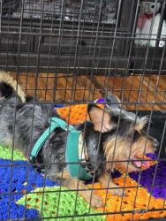 Found/Stray Male Dog last seen Near the railroad tracks on North Lott Blvd, Gibson City, IL 60936