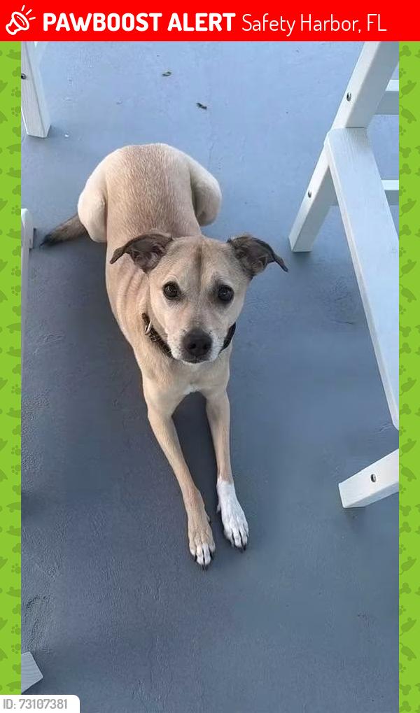 Lost Female Dog last seen Cedar & Union, Safety Harbor, FL 34695