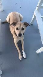 Lost Female Dog last seen Cedar & Union, Safety Harbor, FL 34695