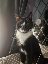 Reunited Male Cat last seen Cranbrook Road & Sylvan Road, Bournemouth, Christchurch and Poole, England BH12 3BT