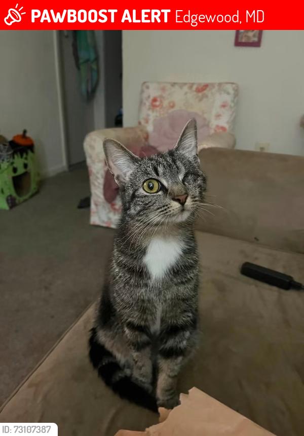 Lost Female Cat last seen Trimble Road, Edgewood, MD 21040