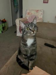 Lost Female Cat last seen Trimble Road, Edgewood, MD 21040