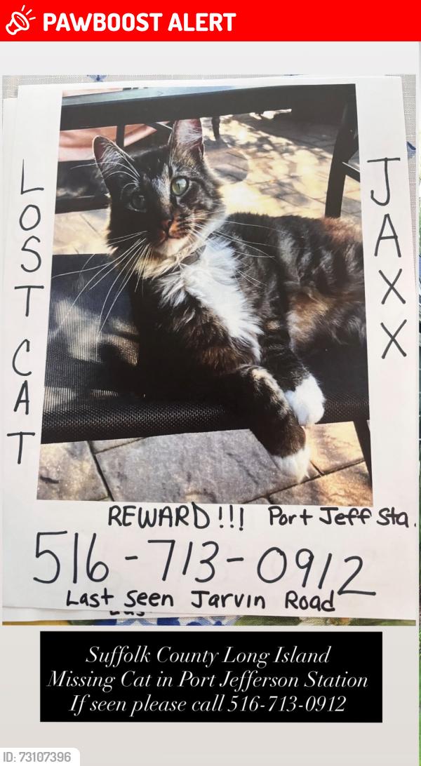 Lost Male Cat last seen Gaymore Rd, PJS, Port Jefferson Station, NY 11776