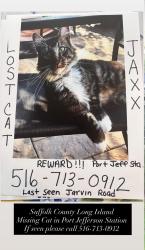 Lost Male Cat last seen Gaymore Rd, PJS, Port Jefferson Station, NY 11776