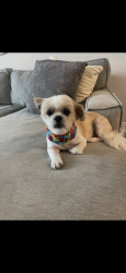 Reunited Female Dog last seen Abram's road, Eustis, FL 32726