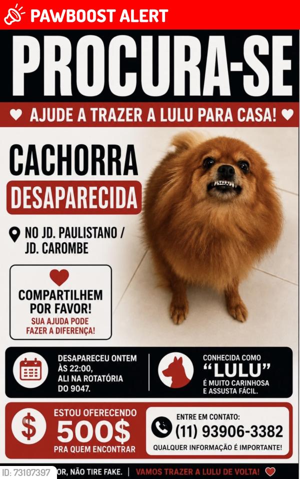 Lost Female Dog last seen Travessa ana Aurora de Jesus Ribeiro, 311, Jardim Paulistano, SP 