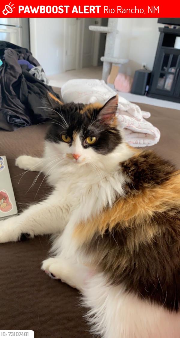 Lost Female Cat last seen Cattail rd and Grande Vista rd, Rio Rancho, NM 87144