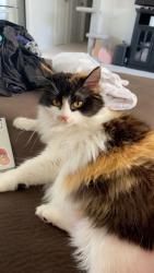 Lost Female Cat last seen Cattail rd and Grande Vista rd, Rio Rancho, NM 87144