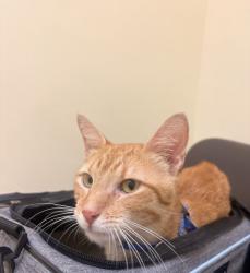 Reunited Male Cat last seen Near NW 30th St, Coral Springs, FL 33065, USA, Coral Springs, FL 33065