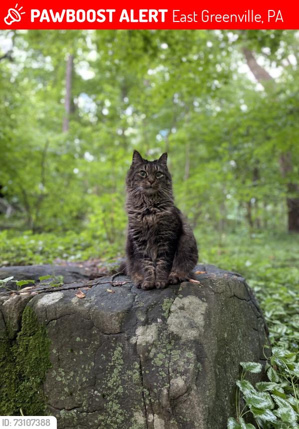 Lost Female Cat last seen Near the intersection of Berry Ln and Miller Rd, East Greenville, PA 18041