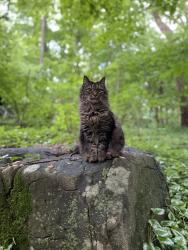 Lost Female Cat last seen Near the intersection of Berry Ln and Miller Rd, East Greenville, PA 18041