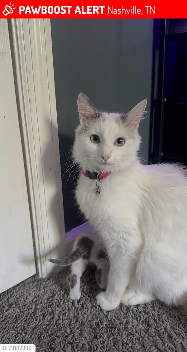Lost Female Cat last seen Pinot chase, Nashville, TN 37013
