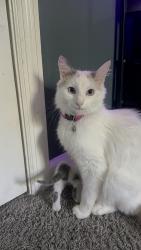 Lost Female Cat last seen Pinot chase, Nashville, TN 37013