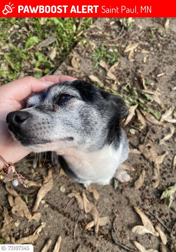 Lost Male Dog last seen Harding high school east side Saint paul, Saint Paul, MN 55106