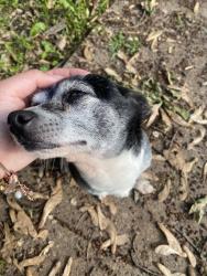Lost Male Dog last seen Harding high school east side Saint paul, Saint Paul, MN 55106