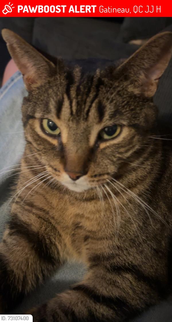 Lost Female Cat last seen Chemin Vanier and Rue des manoirs, Gatineau, QC J9J 3H9