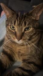 Lost Female Cat last seen Chemin Vanier and Rue des manoirs, Gatineau, QC J9J 3H9