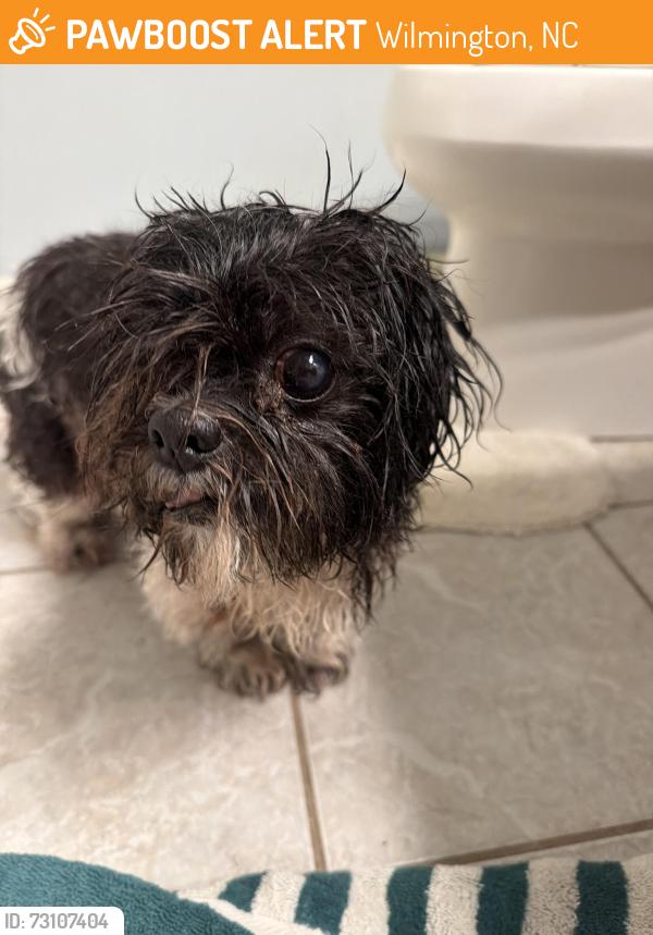 Found/Stray Female Dog last seen Scott’s Hill Loop Road, Wilmington, NC 28411